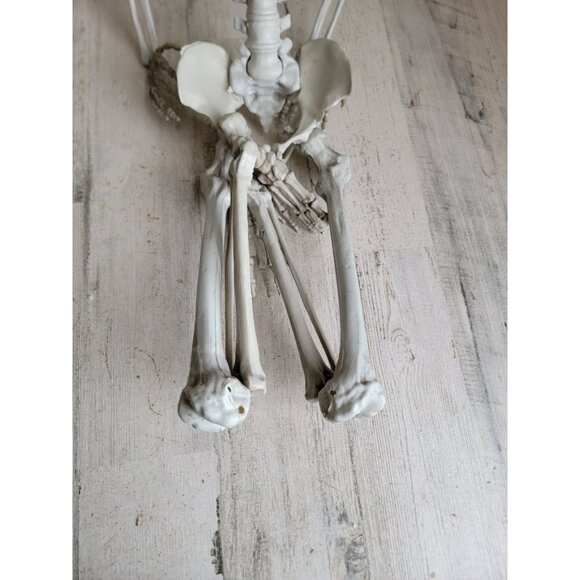 Halloween hanging skeleton prop home decor bone rib cage - Picture 5 of 12